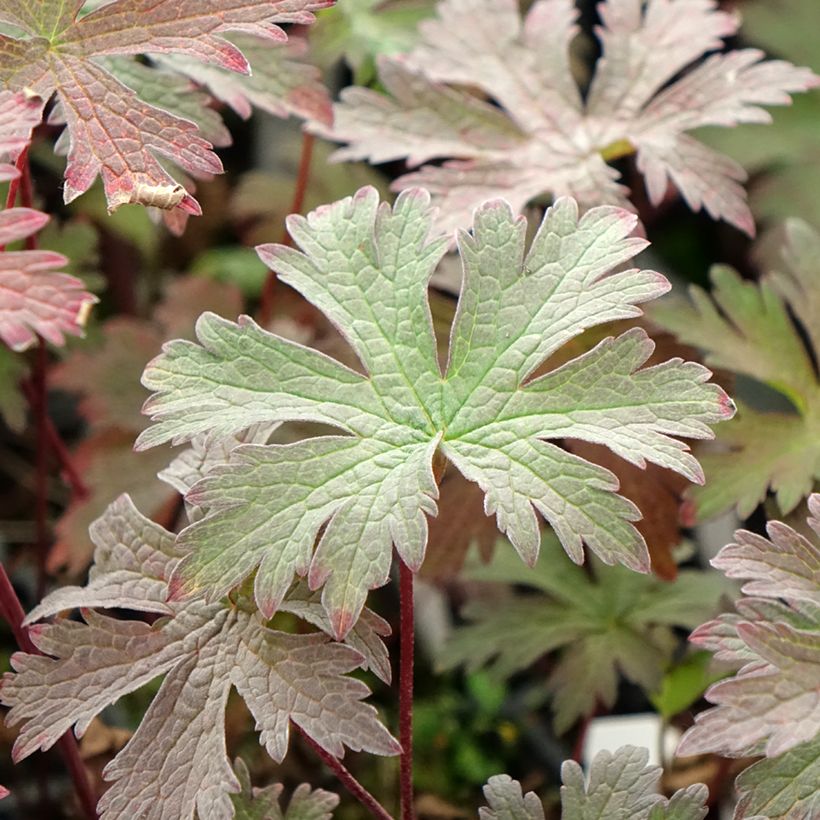 Geranium pratense Dark Eyes - Beemdooievaarsbek (Blad)