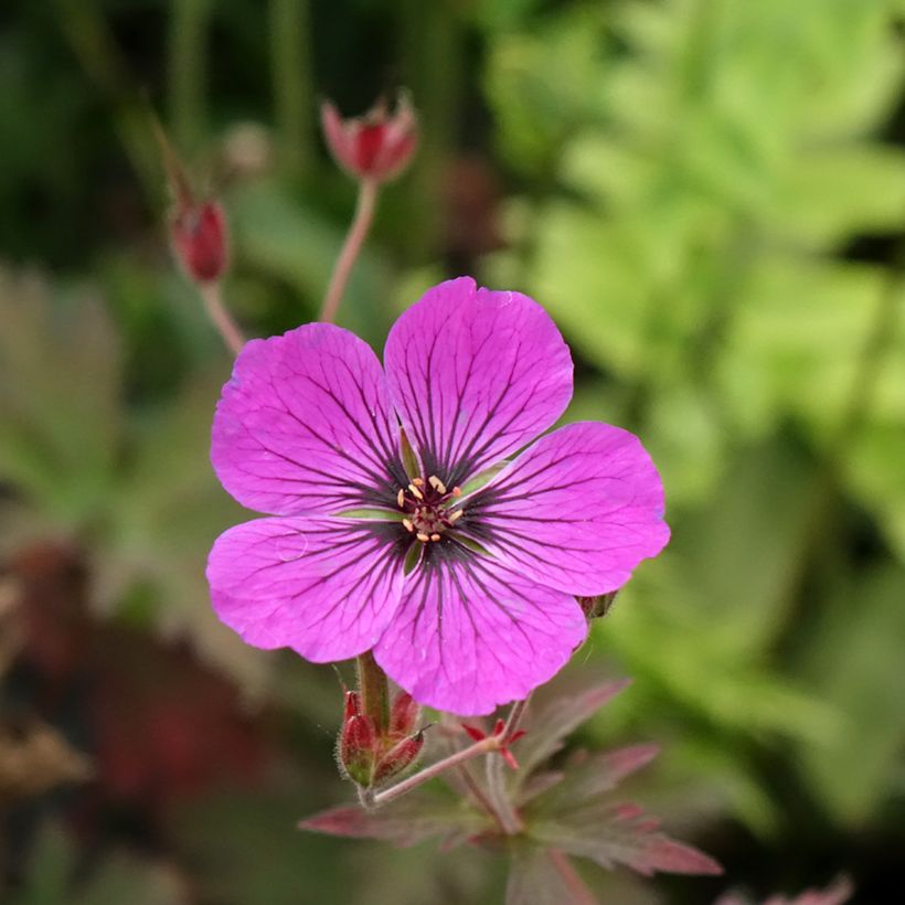 Geranium pratense Dark Eyes - Beemdooievaarsbek (Bloei)