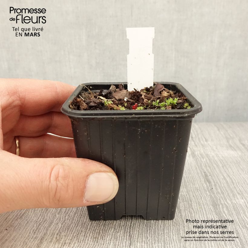 Exemplaar van Geranium pratense Dark Eyes - Beemdooievaarsbek Kweekpotje van 8/9 cm zoals geleverd in de lente