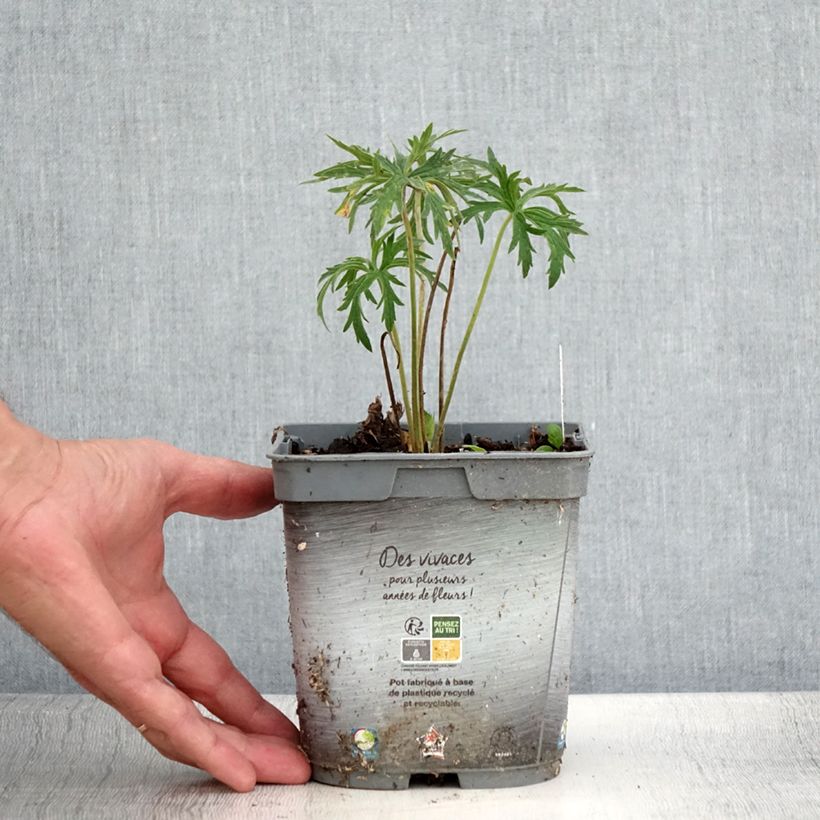 Exemplaar van Geranium pratense Double Jewel - Beemdooievaarsbek dubbel Pot van 2 l/3 l zoals geleverd in de zomer