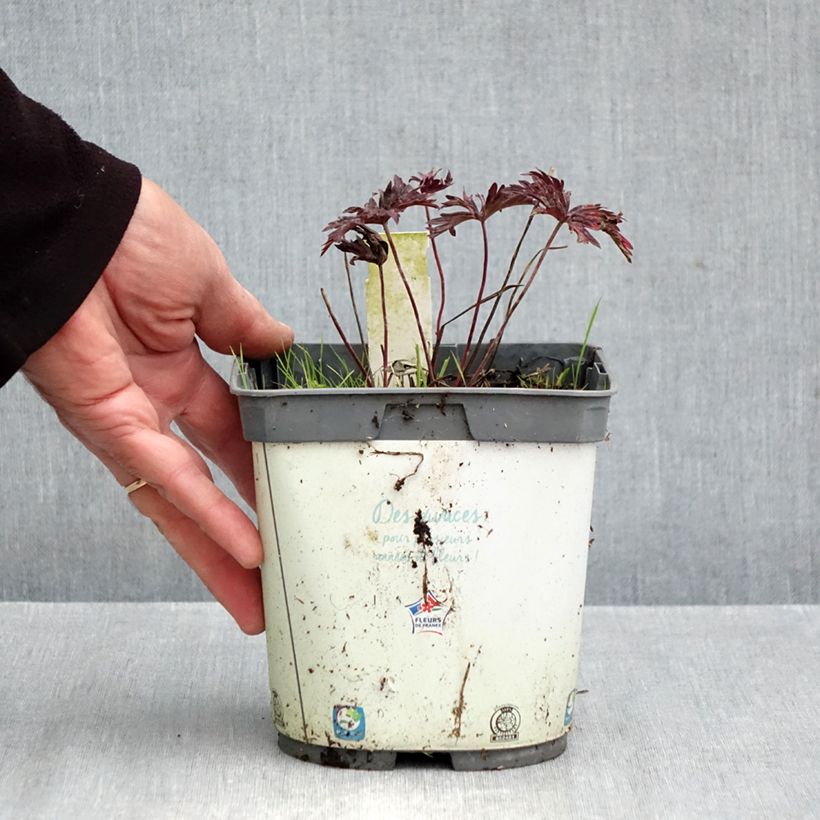 Exemplaar van Geranium pratense Hocus Pocus - Beemdooievaarsbek Pot van 2 l/3 l zoals geleverd in de herfst