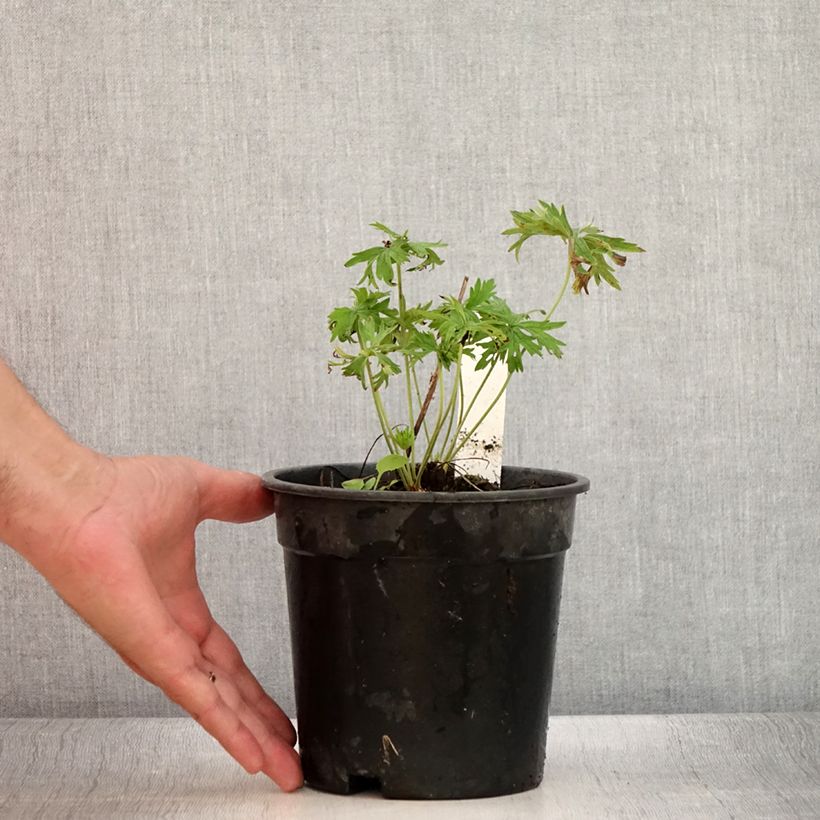 Exemplaar van Geranium pratense Laura - Beemdooievaarsbek Pot van 2 l/3 l zoals geleverd in de zomer