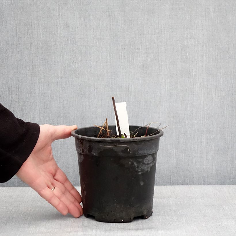 Exemplaar van Geranium pratense Laura - Beemdooievaarsbek Pot van 2 l/3 l zoals geleverd in de winter