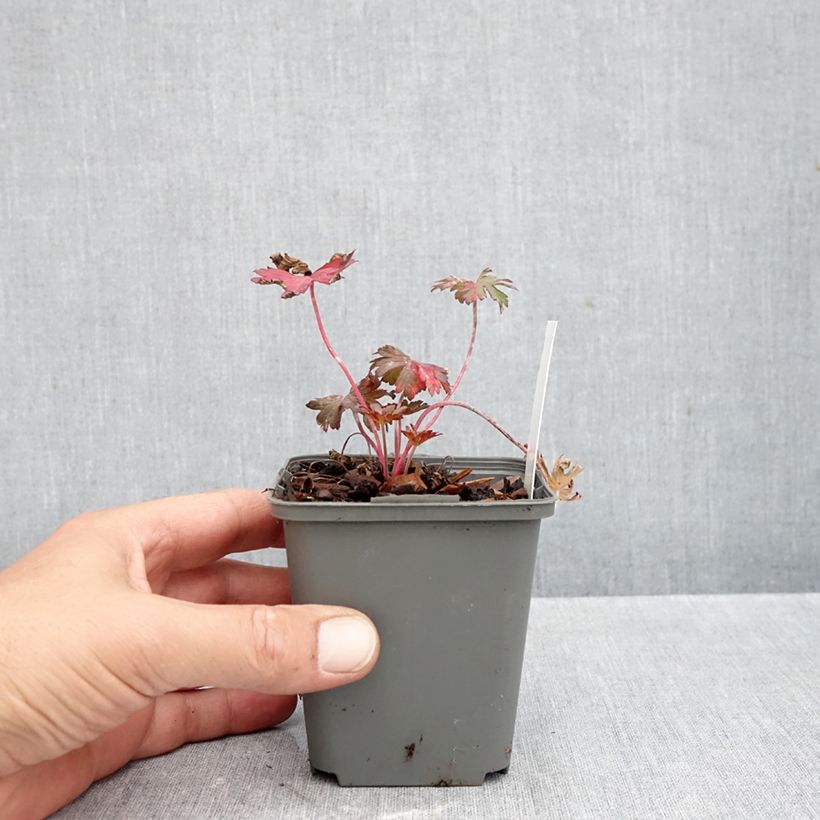 Exemplaar van Geranium pratense Marshmallow - Beemdooievaarsbek Kweekpotje van 8/9 cm zoals geleverd in de herfst