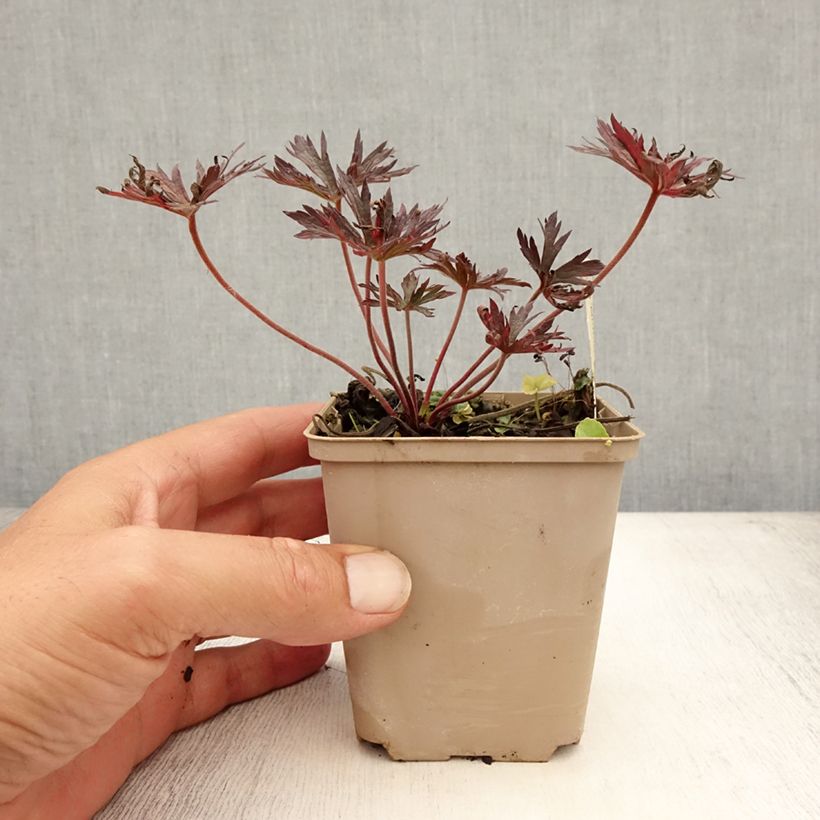 Exemplaar van Geranium pratense Midnight Reiter - Beemdooievaarsbek Kweekpotje van 8/9 cm zoals geleverd in de zomer