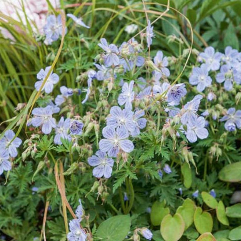 Geranium pratense Mrs Kendall Clark - Beemdooievaarsbek (Groeiplaats)