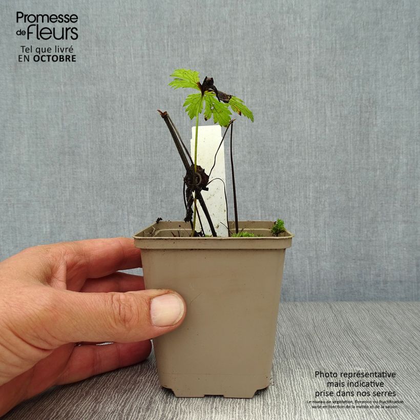 Exemplaar van Geranium sylvaticum Prelude - Bosooievaarsbek Kweekpotje van 8/9 cm zoals geleverd in de herfst