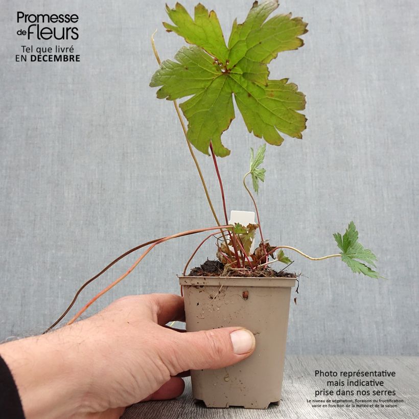 Exemplaar van Geranium psilostemon Bressingham Flair - Armeense ooievaarsbek Kweekpotje van 8/9 cm zoals geleverd in de herfst