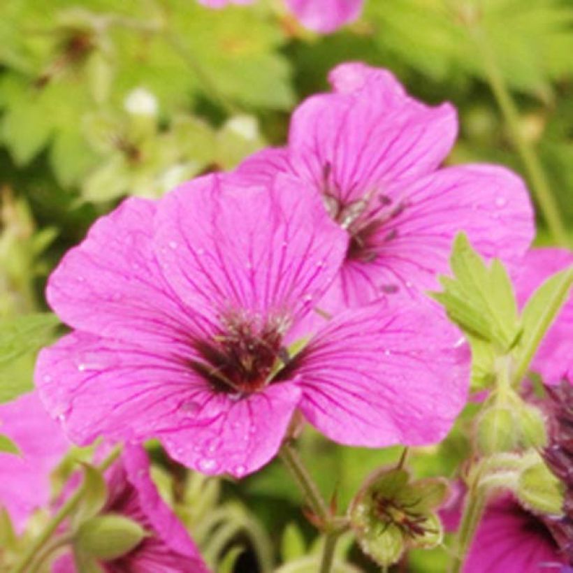 Geranium psilostemon Eva - Armeense ooievaarsbek (Bloei)