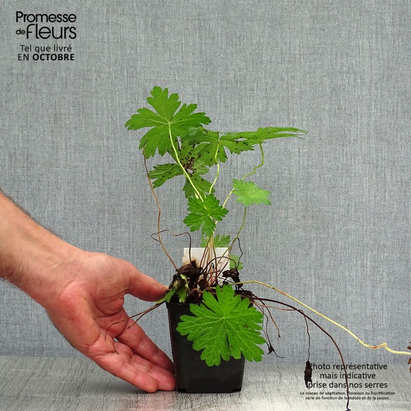 Exemplaar van Geranium psilostemon JS Ma Tu Vu® - Armeense ooievaarsbek Kweekpotje van 8/9 cm zoals geleverd in de herfst