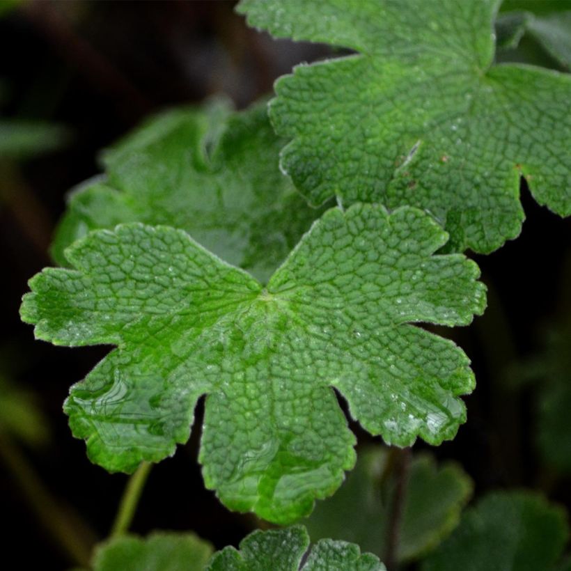 Geranium renardii - Kaukasische ooievaarsbek (Blad)