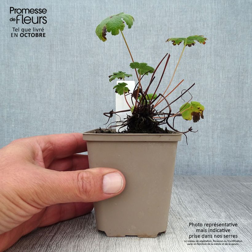 Exemplaar van Geranium renardii Tcschelda - Kaukasische ooievaarsbek Kweekpotje van 8/9 cm zoals geleverd in de herfst