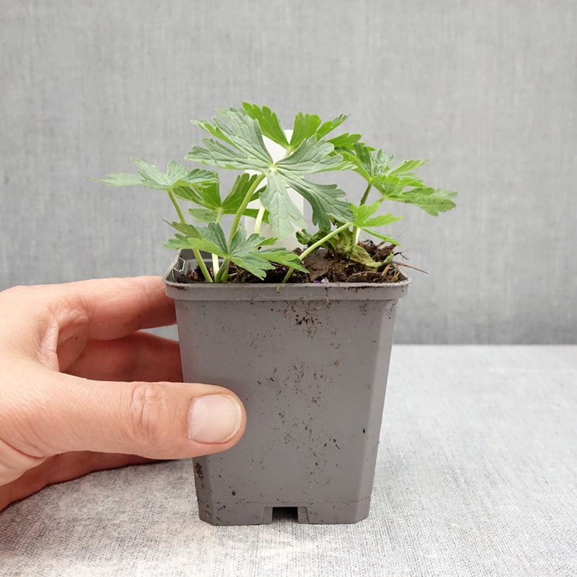 Exemplaar van Geranium richardsonii - Ooievaarsbek Kweekpotje van 8/9 cm zoals geleverd in de lente