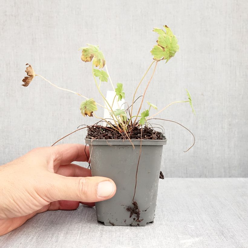 Exemplaar van Geranium riversleaianum Mavis Simpson - Ooievaarsbek Kweekpotje van 8/9 cm zoals geleverd in de herfst