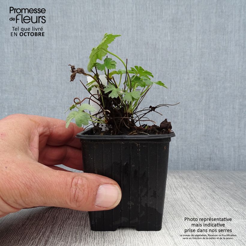 Exemplaar van Geranium riversleaianum Russell Prichard - Ooievaarsbek Kweekpotje van 8/9 cm zoals geleverd in de herfst