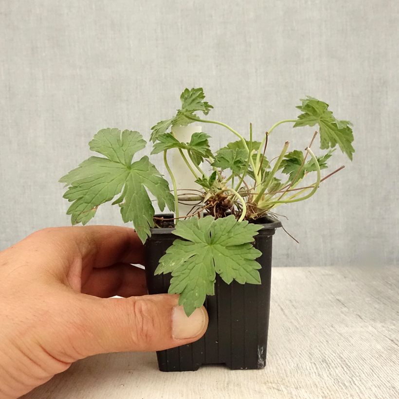 Exemplaar van Geranium riversleaianum Russell Prichard - Ooievaarsbek Kweekpotje van 8/9 cm zoals geleverd in de zomer