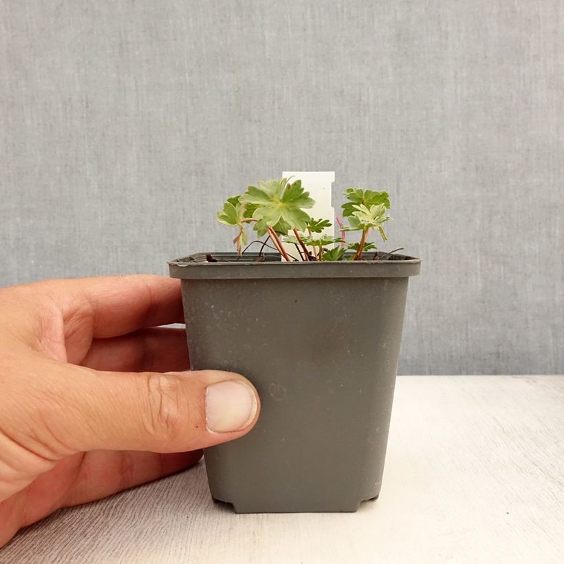Exemplaar van Geranium cinereum Rothbury Gem - Ooievaarsbek Kweekpotje van 8/9 cm zoals geleverd in de zomer