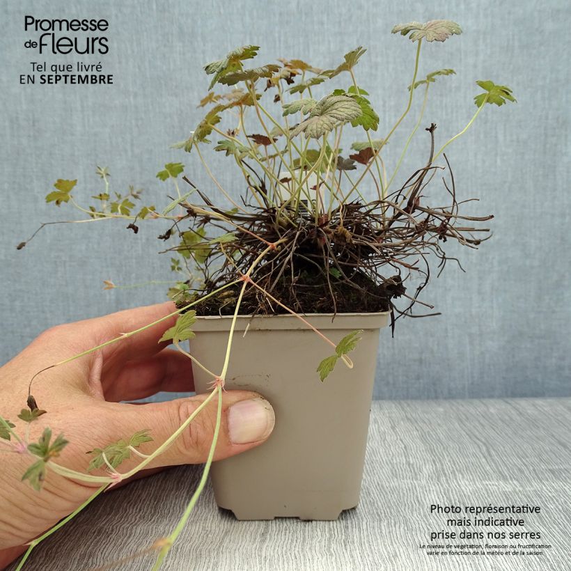 Exemplaar van Geranium Rothbury Red - Ooievaarsbek Kweekpotje van 8/9 cm zoals geleverd in de herfst