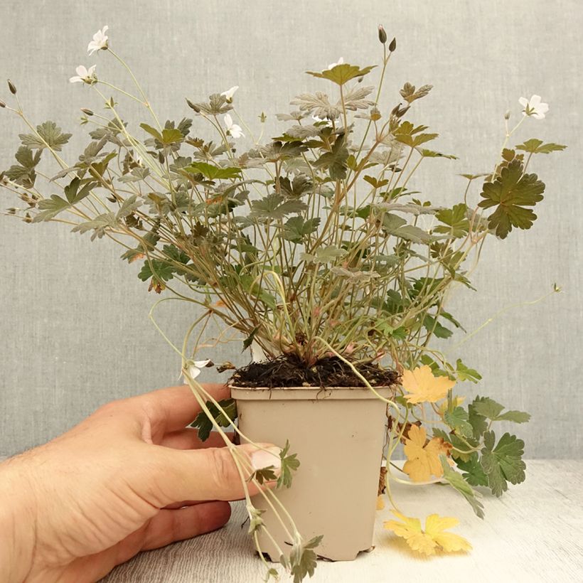 Exemplaar van Geranium Rothbury Red - Ooievaarsbek Kweekpotje van 8/9 cm zoals geleverd in de zomer