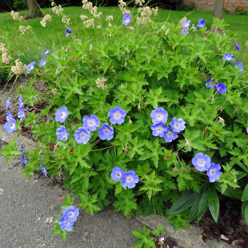 Geranium Rozanne - Ooievaarsbek (Blad)