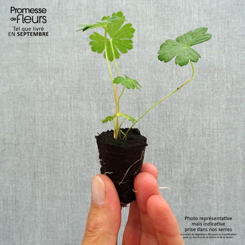 Exemplaar van Geranium Rozanne - Ooievaarsbek Mini-mot Ø 3/4 cm zoals geleverd in de herfst