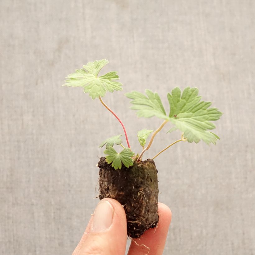 Exemplaar van Geranium Rozanne - Ooievaarsbek Mini-mot Ø 3/4 cm zoals geleverd in de lente