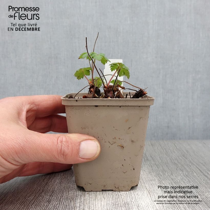 Exemplaar van Geranium Sabani Blue - Ooievaarsbek Kweekpotje van 8/9 cm zoals geleverd in de herfst