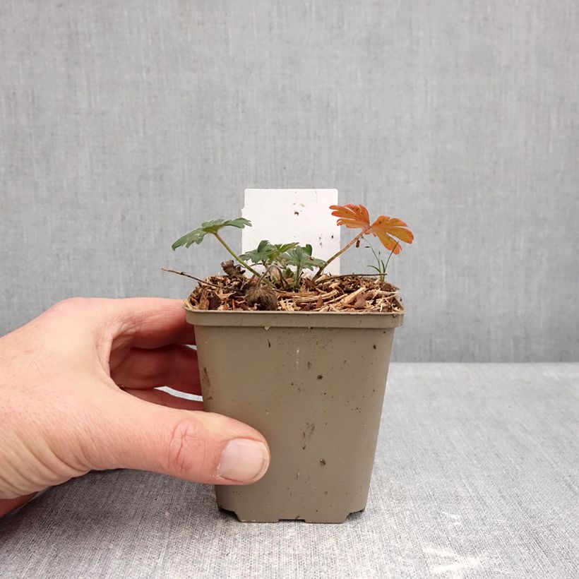 Exemplaar van Geranium sanguineum Ankum's Pride - Bloedooievaarsbek Kweekpotje van 8/9 cm zoals geleverd in de winter