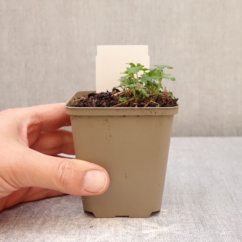 Exemplaar van Geranium sanguineum Ankum's Pride - Bloedooievaarsbek Kweekpotje van 8/9 cm zoals geleverd in de lente
