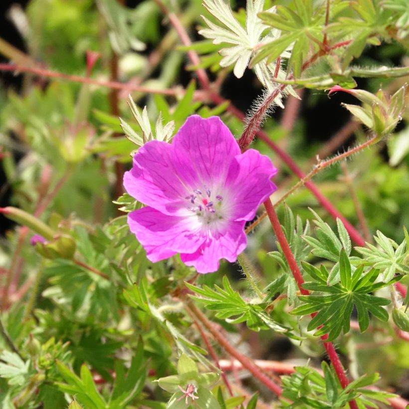 Geranium sanguineum Ankum's Pride - Bloedooievaarsbek (Bloei)