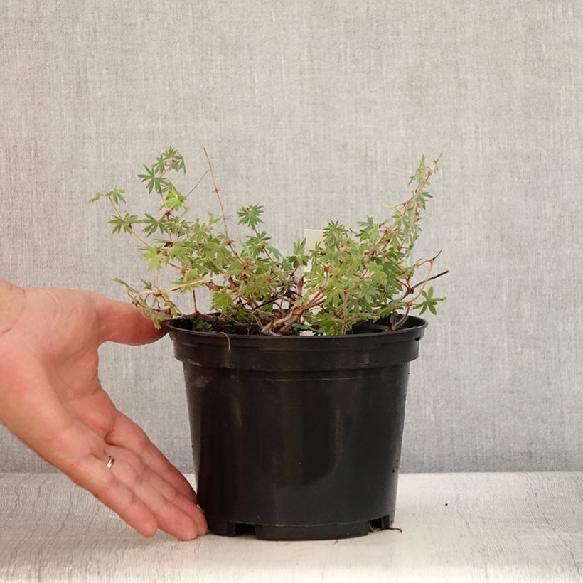 Exemplaar van Geranium sanguineum Ankum's Pride - Bloedooievaarsbek Pot van 2 l/3 l zoals geleverd in de zomer