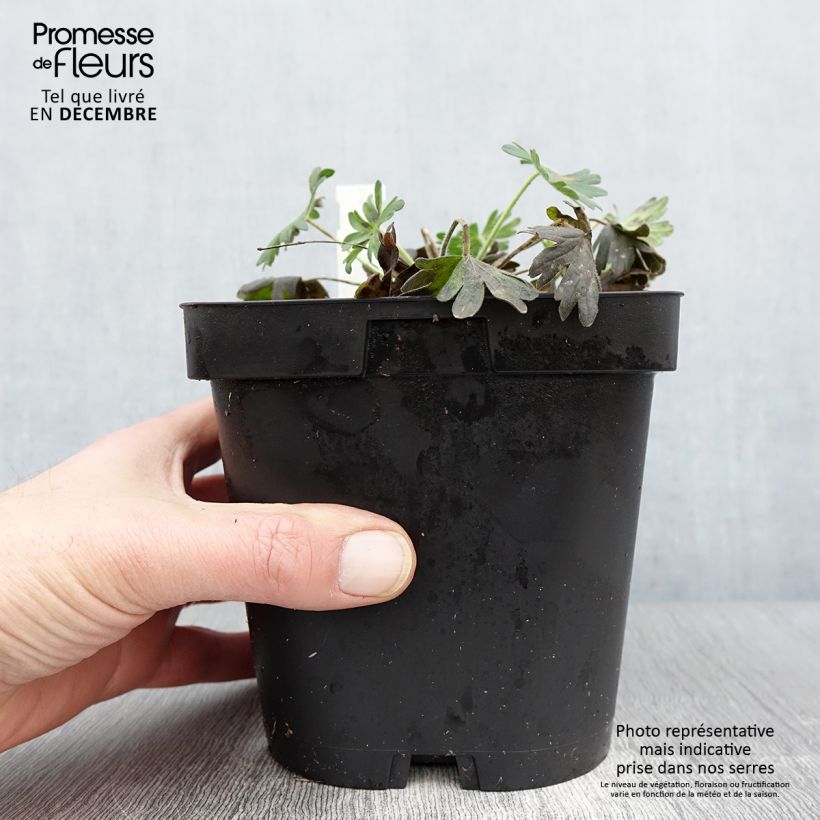 Exemplaar van Geranium sanguineum Album - Bloedooievaarsbek Pot van 1,5 l/2 l zoals geleverd in de herfst