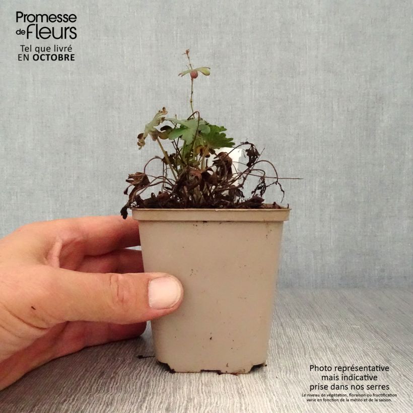 Exemplaar van Geranium sanguineum Elsbeth - Bloedooievaarsbek Kweekpotje van 8/9 cm zoals geleverd in de herfst
