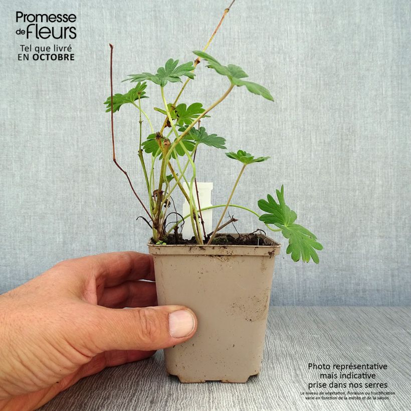 Exemplaar van Geranium sanguineum Hannelore - Bloedooievaarsbek Kweekpotje van 8/9 cm zoals geleverd in de herfst