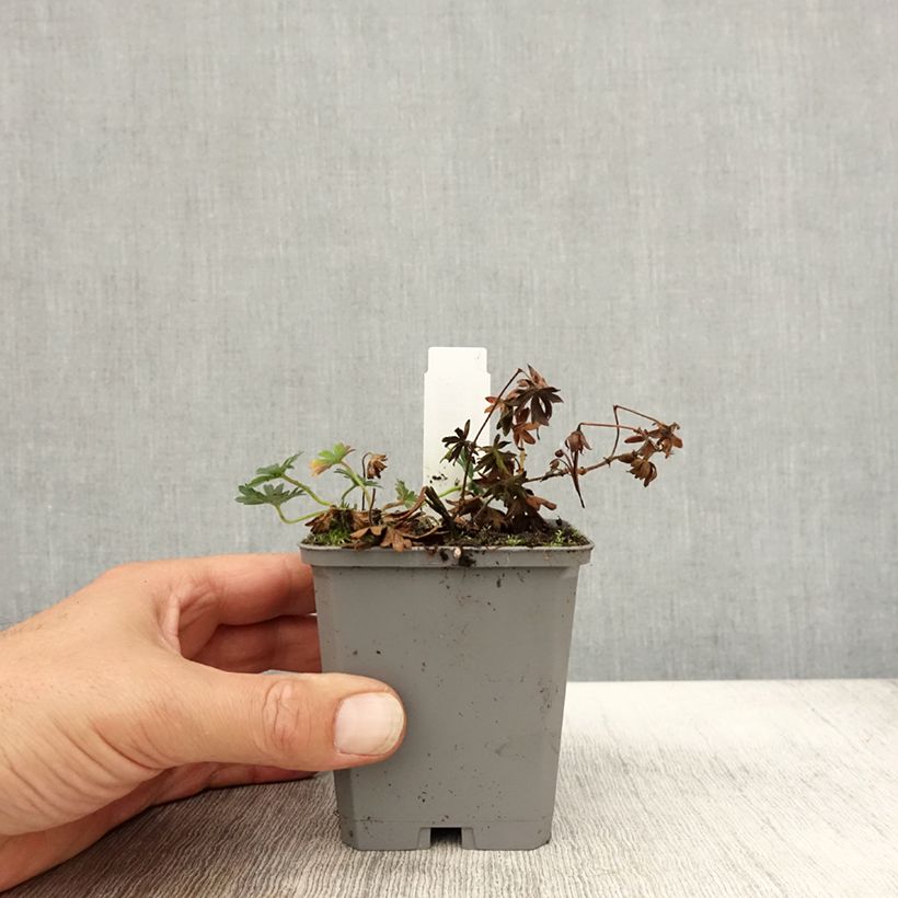 Exemplaar van Geranium sanguineum Max Frei - Bloedooievaarsbek Kweekpotje van 8/9 cm zoals geleverd in de herfst