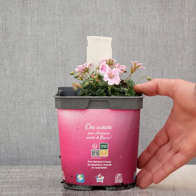 Exemplaar van Geranium sanguineum Pink Pouffe - Bloedooievaarsbek Pot van 2 l/3 l zoals geleverd in de lente