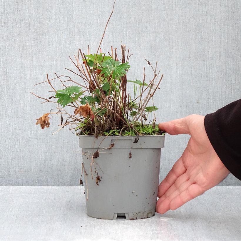 Exemplaar van Geranium sanguineum - Bloedooievaarsbek Pot van 2 l/3 l zoals geleverd in de herfst