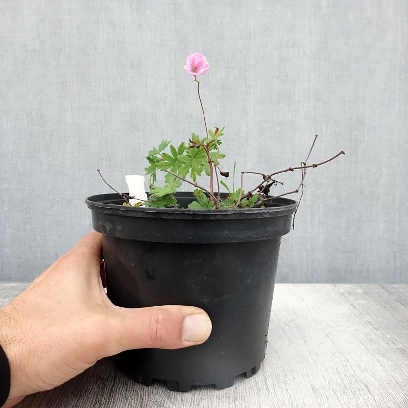 Exemplaar van Geranium sanguineum var. striatum - Bloedooievaarsbek Pot van 2 l/3 l zoals geleverd in de herfst