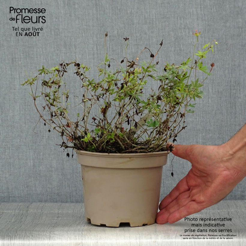 Exemplaar van Geranium sanguineum var. striatum - Bloedooievaarsbek Pot van 2 l/3 l zoals geleverd in de zomer