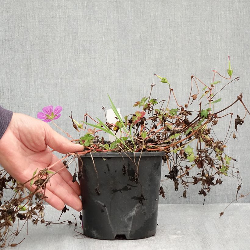 Exemplaar van Geranium Silvias Surprise - Ooievaarsbek Pot van 1,5 l/2 l zoals geleverd in de herfst