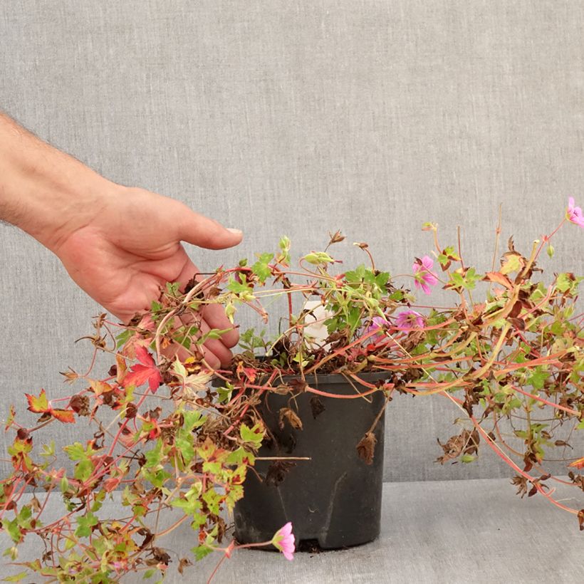 Exemplaar van Geranium Silvias Surprise - Ooievaarsbek Pot van 1,5 l/2 l zoals geleverd in de zomer