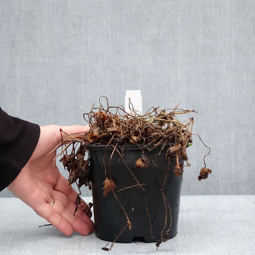 Exemplaar van Geranium vivace Silvia's surprise Pot de 1,5L/2L zoals geleverd in de winter