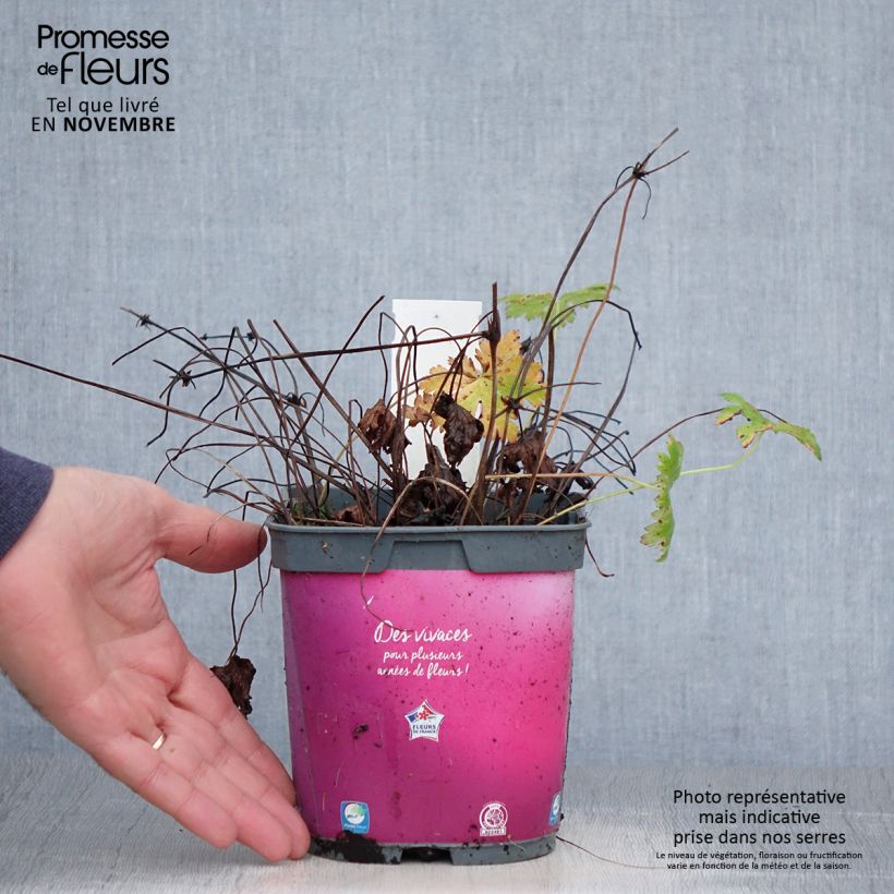 Exemplaar van Geranium Sirak - Ooievaarsbek Pot van 2 l/3 l zoals geleverd in de herfst