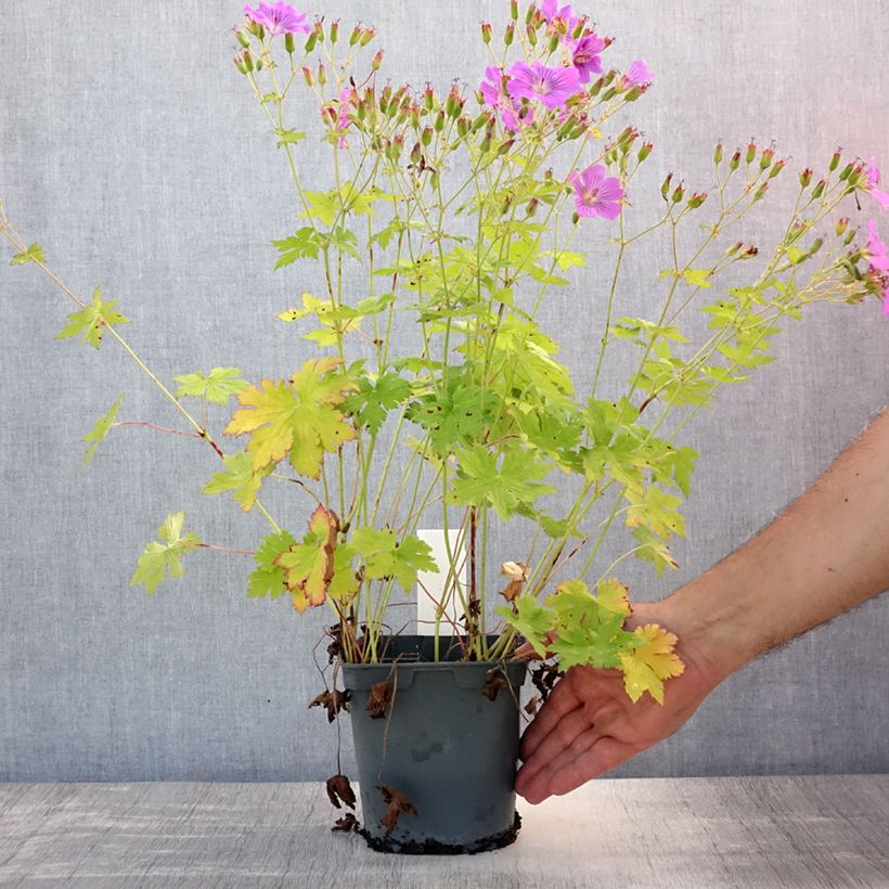 Exemplaar van Geranium Sirak - Ooievaarsbek Pot van 2 l/3 l zoals geleverd in de zomer