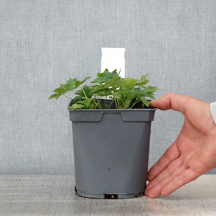 Exemplaar van Geranium Sirak - Ooievaarsbek Pot van 2 l/3 l zoals geleverd in de lente