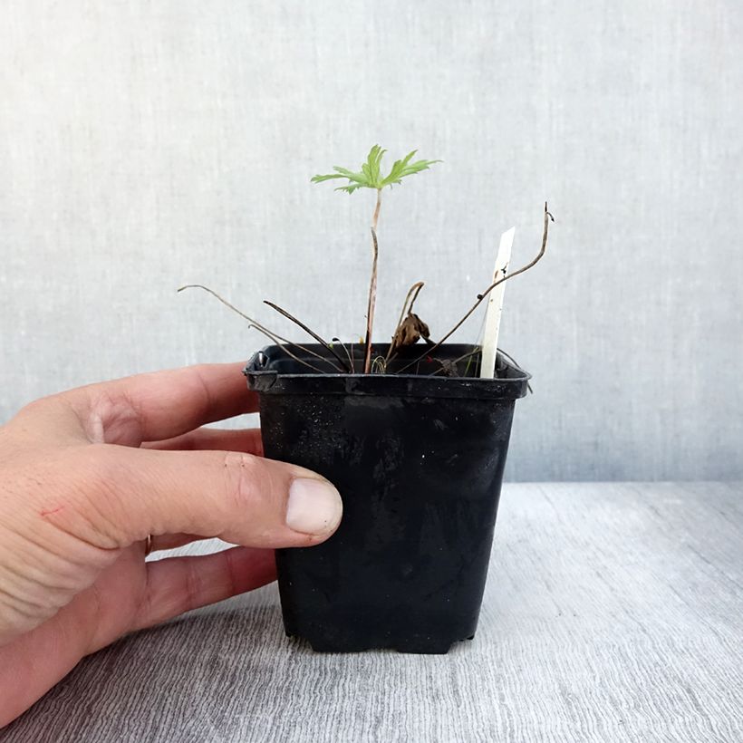Exemplaar van Geranium pratense Spinners - Beemdooievaarsbek Kweekpotje van 8/9 cm zoals geleverd in de herfst