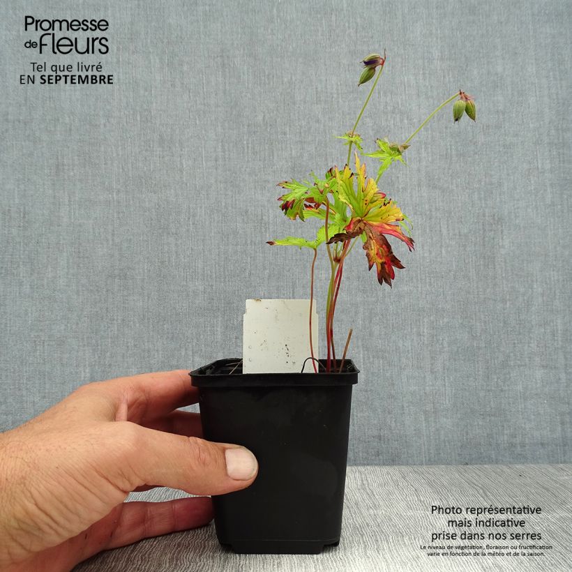 Exemplaar van Geranium pratense Spinners - Beemdooievaarsbek Kweekpotje van 8/9 cm zoals geleverd in de zomer