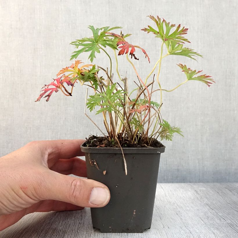 Exemplaar van Geranium soboliferum Starman - Ooievaarsbek Kweekpotje van 8/9 cm zoals geleverd in de herfst