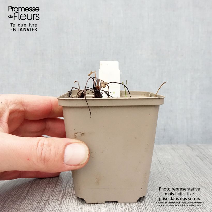 Exemplaar van Geranium Sue Crûg - Ooievaarsbek Kweekpotje van 8/9 cm zoals geleverd in de winter