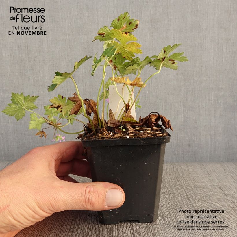 Exemplaar van Geranium wallichianum Sweet Heidi - Ooievaarsbek Kweekpotje van 8/9 cm zoals geleverd in de herfst